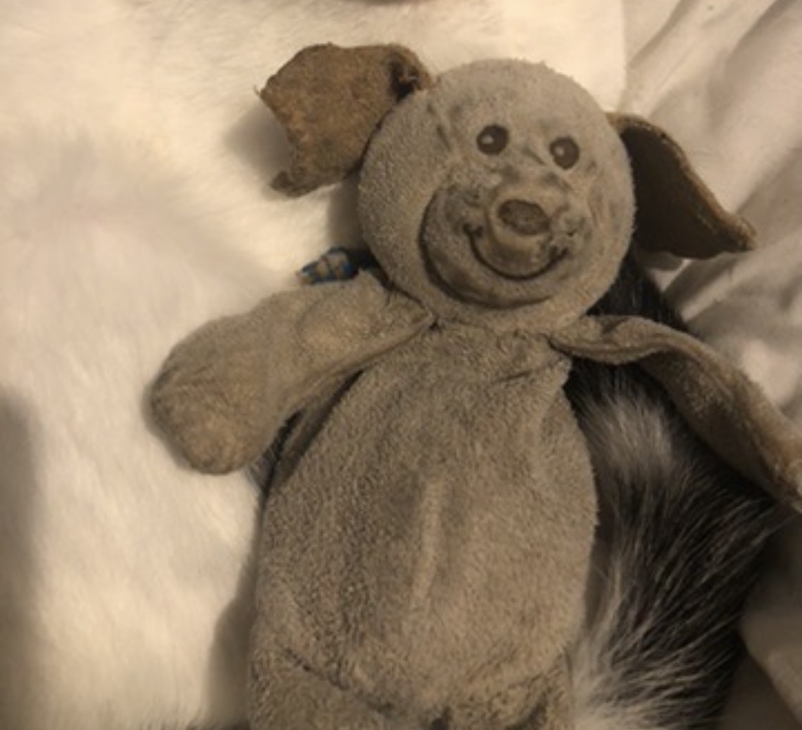 Chien beige oreille jaune — Lille