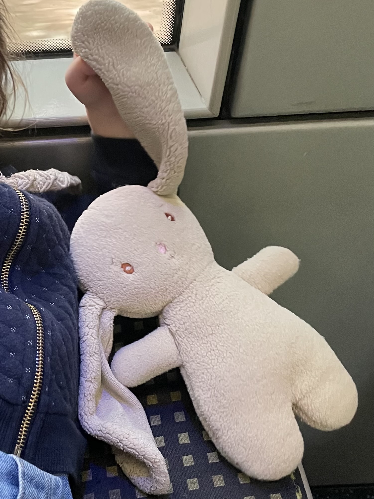 Lapin frisette — Bordeaux