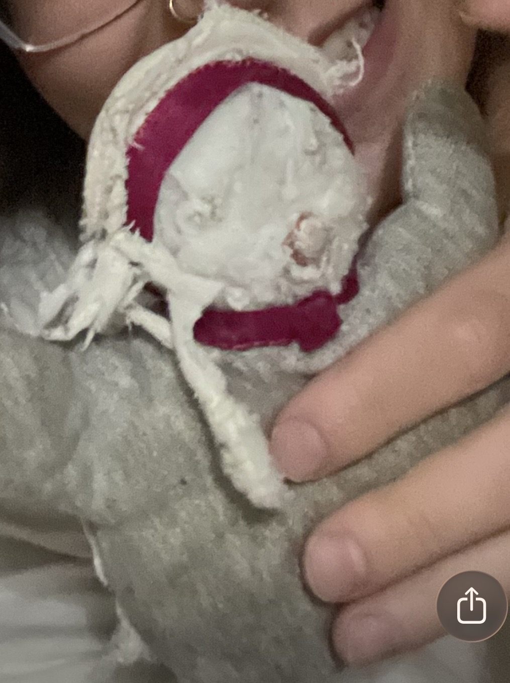 Avis de recherche DOUDOU — Lille