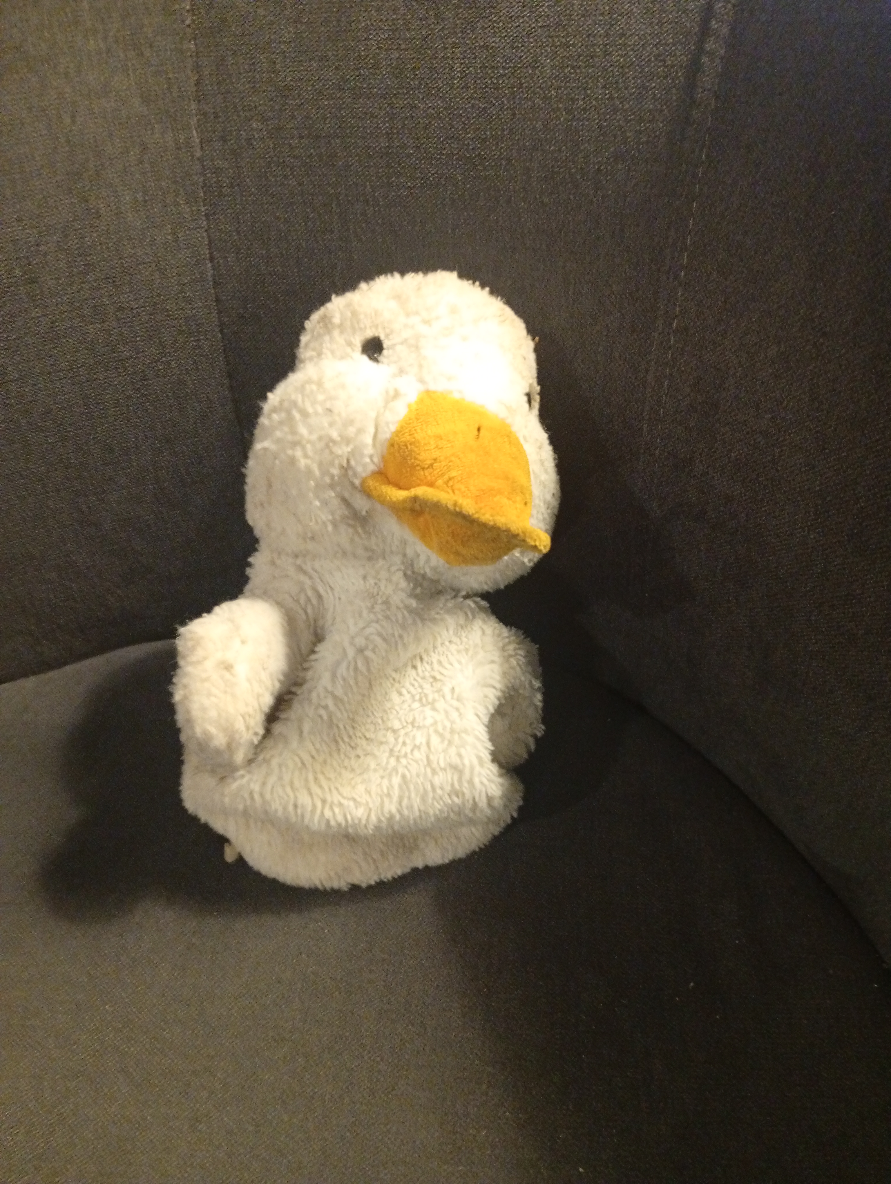 Canard blanc retrouvé à Libourne (Épinette) — Libourne