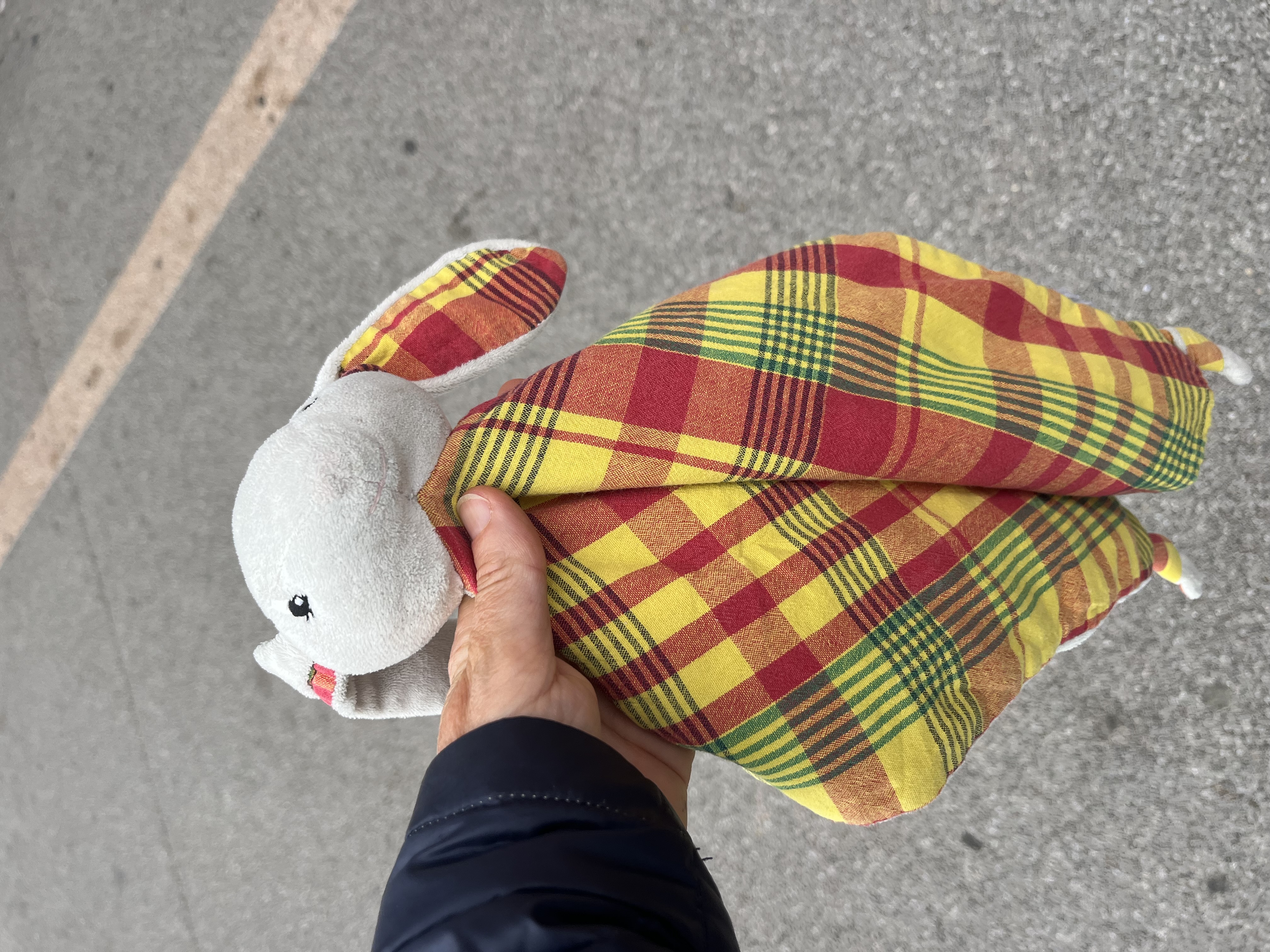 Lapin madras trouvé sur l’aire du bosgouet — Bosgouet